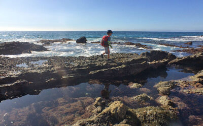 Sea Star Solstice BioBlitz