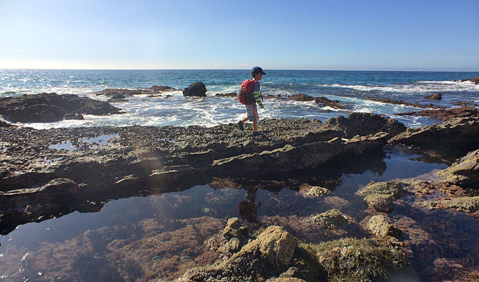 Sea Star Solstice BioBlitz